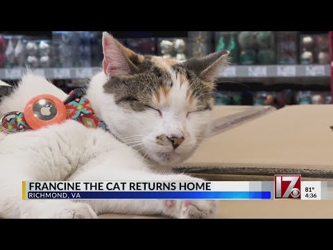 Francine the cat returns to her home Lowe's – YouTube