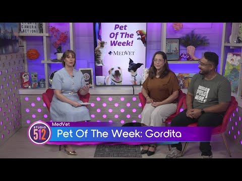 MedVet Pet Of The Week: “Gordita”, From Austin Pets Alive! – YouTube