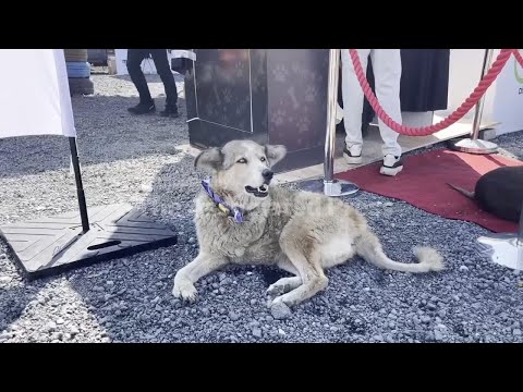 On World Animal Day, adoption drives across Turkey promote rescuing dogs – YouTube