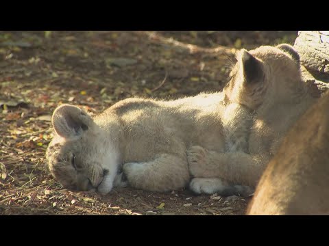Denver Zoo lion cubs make public debut – YouTube