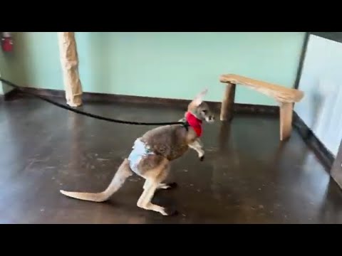 Kangaroo goes to the chiropractor – YouTube