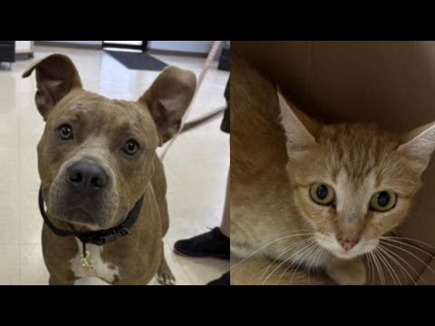 Perfect Pet: Meet Maximus and Pumpkin! – YouTube