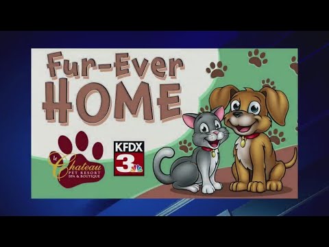 Meet the puppies from Easy Street Animal Shelter! – YouTube
