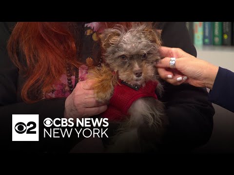 Furry Friend Finder: Winston – YouTube