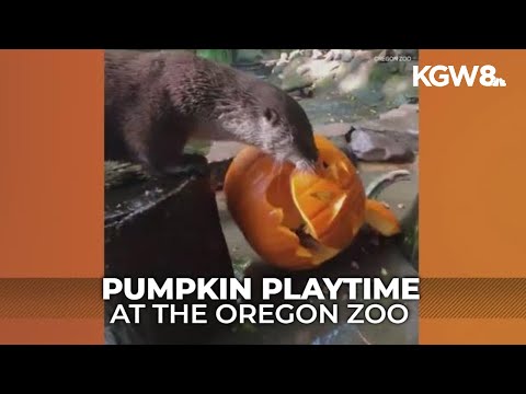 Let the gourd times roll! Oregon Zoo gets into the fall spirit with tasty treats – YouTube