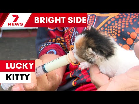 Kitten rescued from behind Sydney family's wall | 7NEWS – YouTube