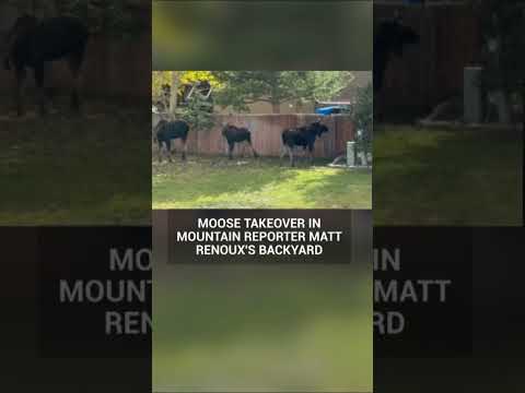 Moose relax in Colorado backyard – YouTube