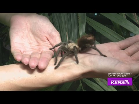 Zoo Boo! | Great Day SA – YouTube