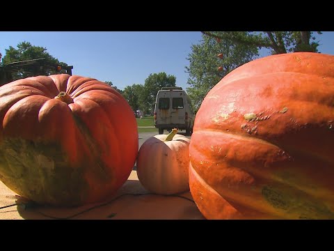 Great pumpkins take center stage at Lake Zurich's Jack-o-Lantern World – YouTube