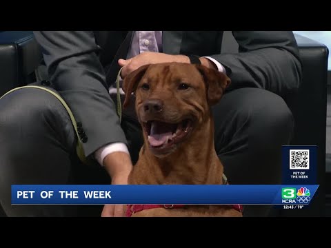 Pet of the Week for Oct. 1 | Meet Red – YouTube