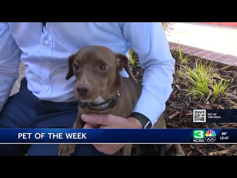 Pet of the Week for Sept. 17: Meet Vtitton – YouTube