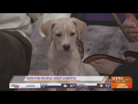Pets Fur People: Meet Loretta – YouTube