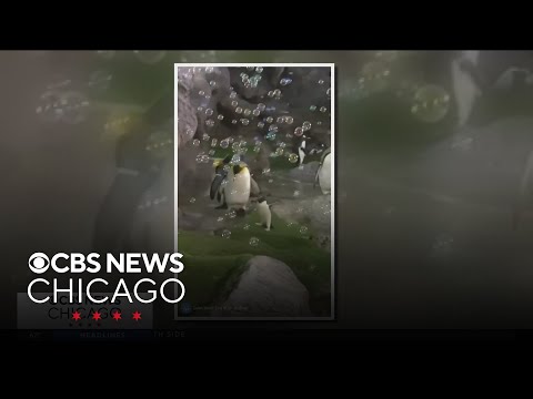 Zoo penguin's love of bubbles goes viral – YouTube