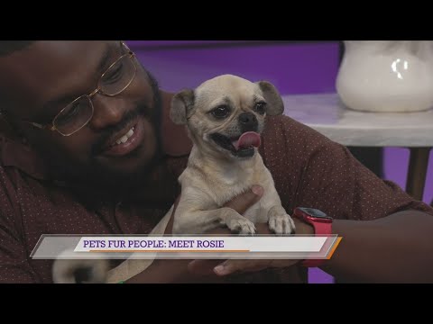 Pets Fur People: Meet Rosie – YouTube