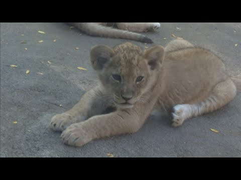 Lion cubs make public debut at Denver Zoo's Predator Ridge – YouTube