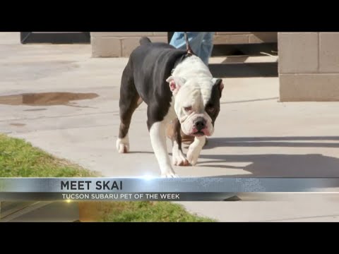 Tucson Subaru's Pet of the Week: Shy girl Skai – YouTube