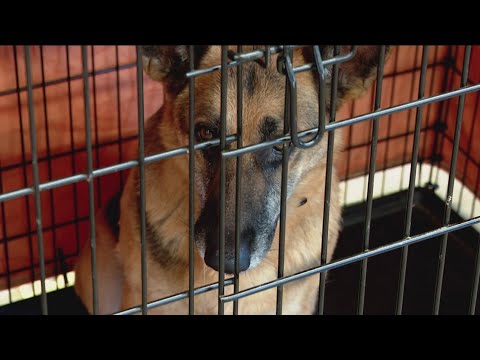 Best Friends in Bentonville hosts second annual sleepover – YouTube