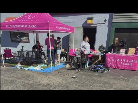 Allie and Pals Rescue holding a Halloween fundraiser to find animals homes – YouTube