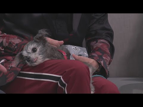 Sponsored Content: Shelter Spotlight: Felix – YouTube