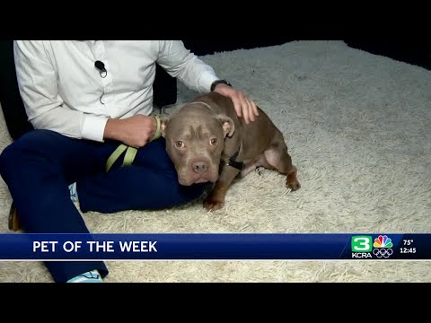 Pet of the week for Set. 11: Meet Binky – YouTube