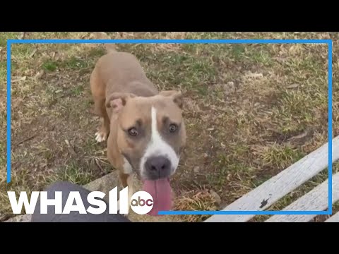 WHAS11 Shelter Stars: Meet Nova – YouTube
