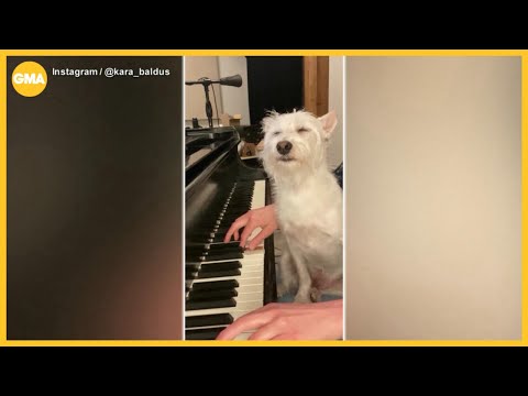 Dog goes viral for his love of mom's music – YouTube