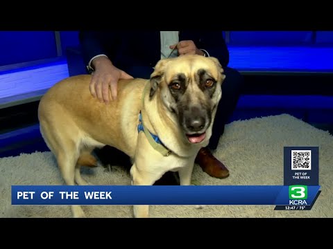Pet of the Week for Oct. 8: Meet Luna – YouTube