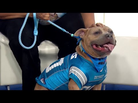 Pet of the Week: Meet Buddy – YouTube