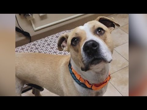 Second Chance: Baked Potato, the two-year-old pitbull – YouTube