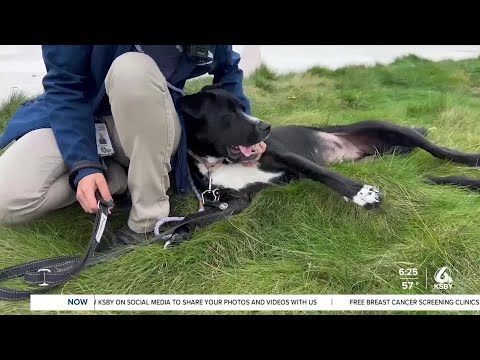 Pets of week Mowgli and Odis are looking for their forever homes – YouTube