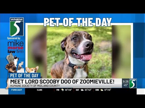 TV5 Pet of the Day: Meet Lord Scooby Doo of Zoomieville! – YouTube