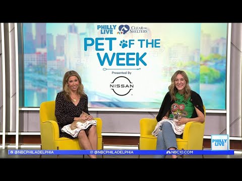 Philly Live's Pets of the Week: Meet Reggi and Nougat – YouTube