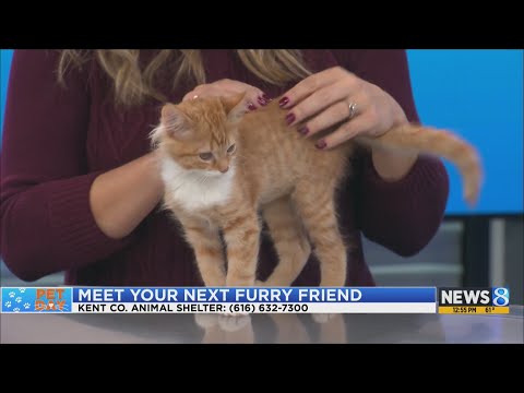 KCAS Pets of the Week: Jack, Frankie and Geralt – YouTube