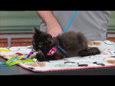 Pet Saver: Whisper – YouTube