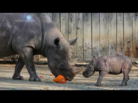 Critically endangered baby rhino makes its debut at Cleveland zoo – YouTube