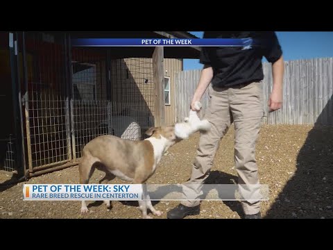 Purina Presents: Meet Sky in Pet of the Week – YouTube