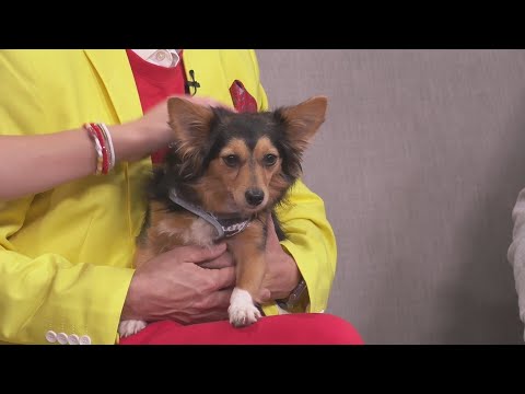 Sponsored Content: HavaHeart Rescue: Frankie – YouTube