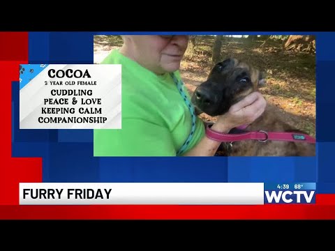 Furry Friday: Cocoa – YouTube