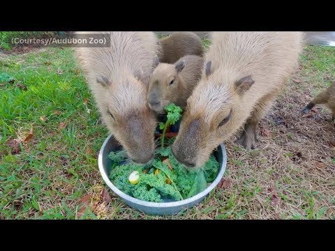 'Born and bred in the bayou!' New names for Audubon Zoo's Capybara pups – YouTube