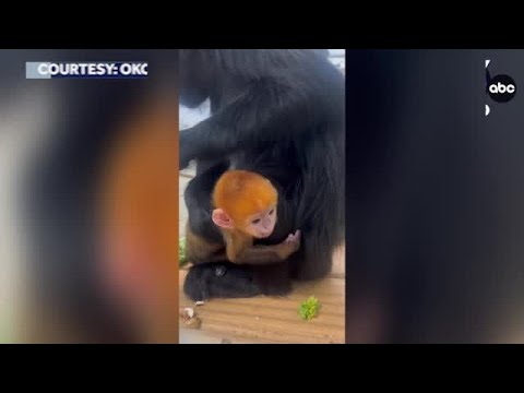 WATCH: See adorable video of a new baby monkey born at the Oklahoma City Zoo