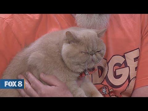 New Day Cleveland: CFA International Cat Show – YouTube