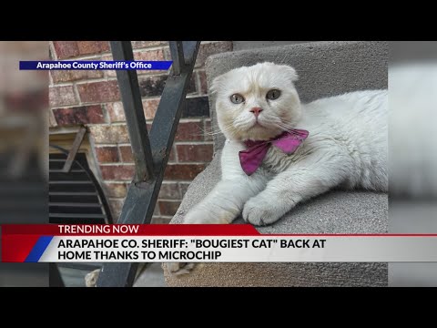 'Bougiest cat' returned home thanks to microchip – YouTube