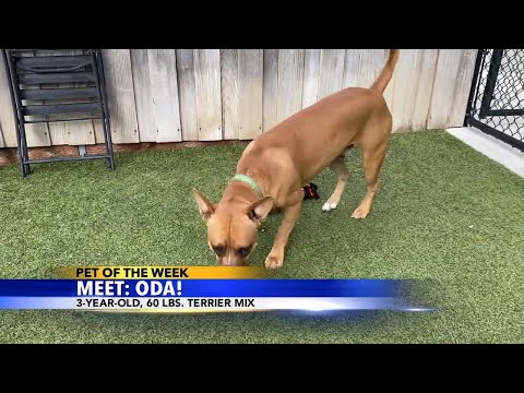 Pet of the Week: Oda – YouTube