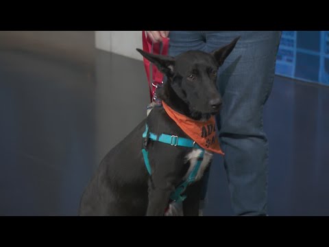 Adopt-A-Pet: One Tail At A Time – YouTube