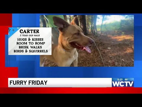 Furry Friday: Meet Carter – YouTube