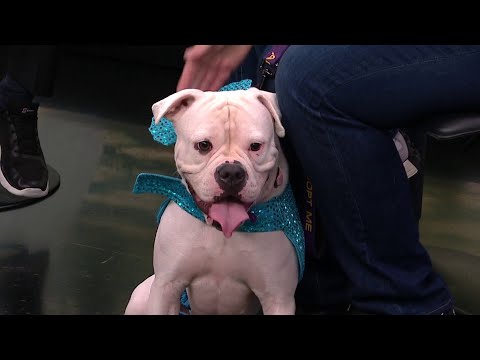 Sneak Peek at "Barktoberfest" in Houston – YouTube