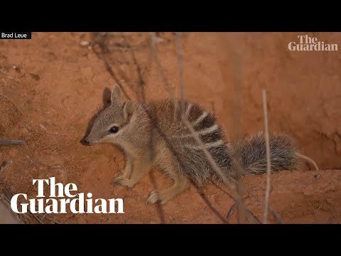 Baby numbats filmed exploring and playing outside den in south-western NSW – YouTube