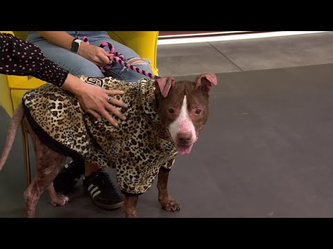 Clear the Shelters: Meet Callie – YouTube