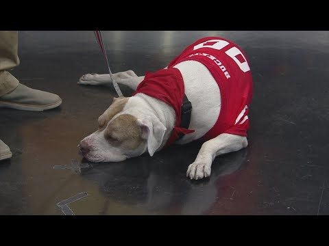 Pet safety ahead of Halloween, adoption event – YouTube
