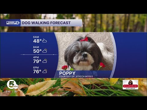 DOG WALKING FURCAST – YouTube